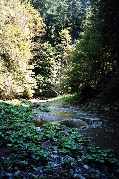 Datei:Raabklamm Steiermark.jpg